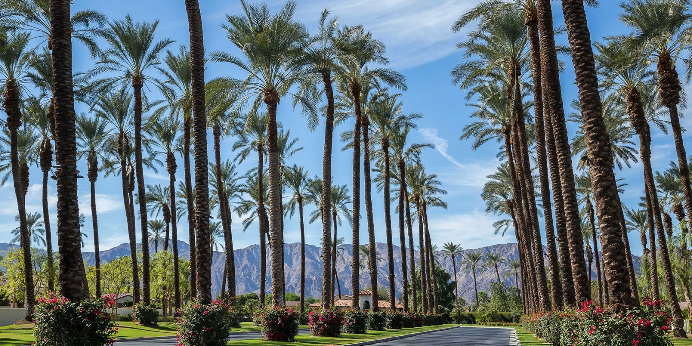 Coconut Palm Trees- California Lifestyle Realty