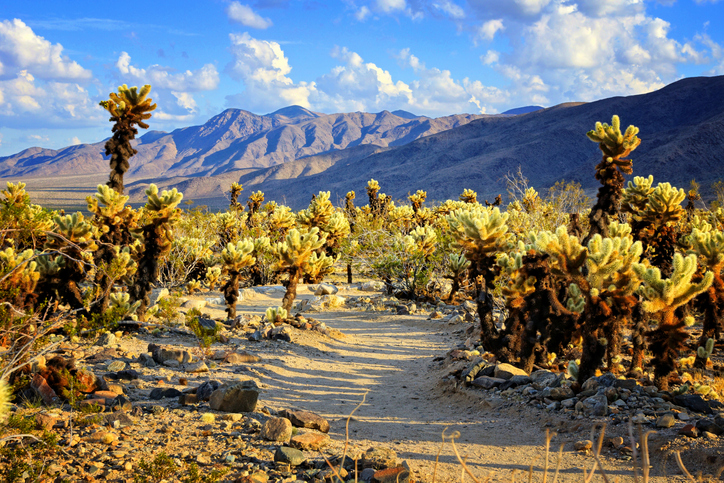 Cholla cactus garden with hiking trail, near sunset, Joshua Tree National Park, California, USA