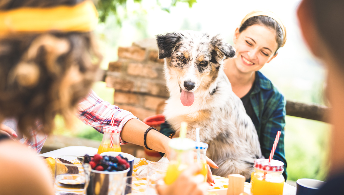 Eating out with a furry friend