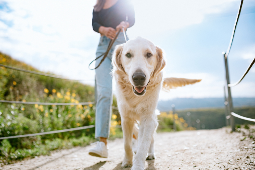 Golden Retriever